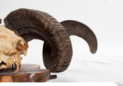  Skull Mouflon Ovis orientalis 